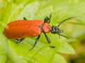 Pyrochroa coccinea